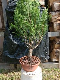 Pre bonsai