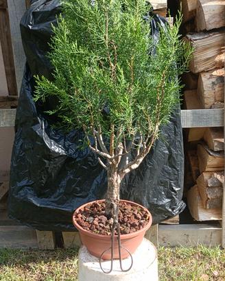 Pre bonsai