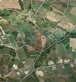 Terreno Agricolo / Uliveto