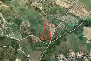 Terreno Agricolo / Uliveto