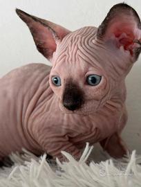 Splendidi cuccioli pura razza Canadian Sphynx 