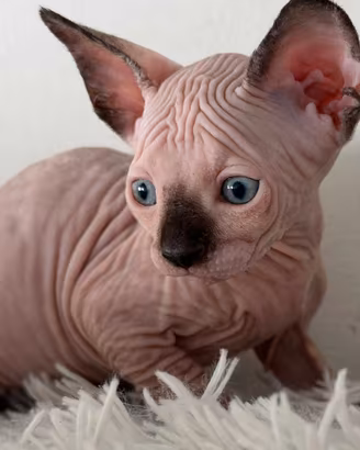 Splendidi cuccioli pura razza Canadian Sphynx 