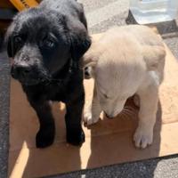 2 cucciole simil Labrador 3 mesi
