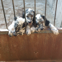 Cane setter inglese