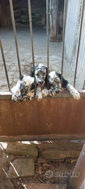 Cane setter inglese