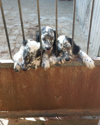 Cane setter inglese