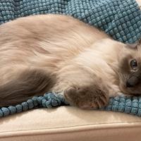 Dolce gatta ragdoll sterilizzata di 2 anni