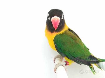 Insep mascherato maschio euwing verde