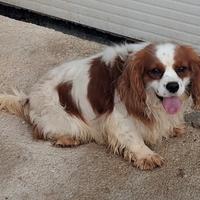 Kavalier king Charles de due anni pedigree enci