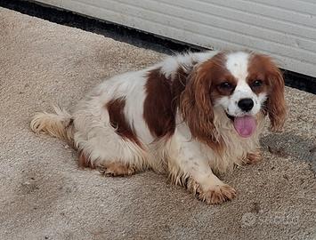 Kavalier king Charles de due anni pedigree enci