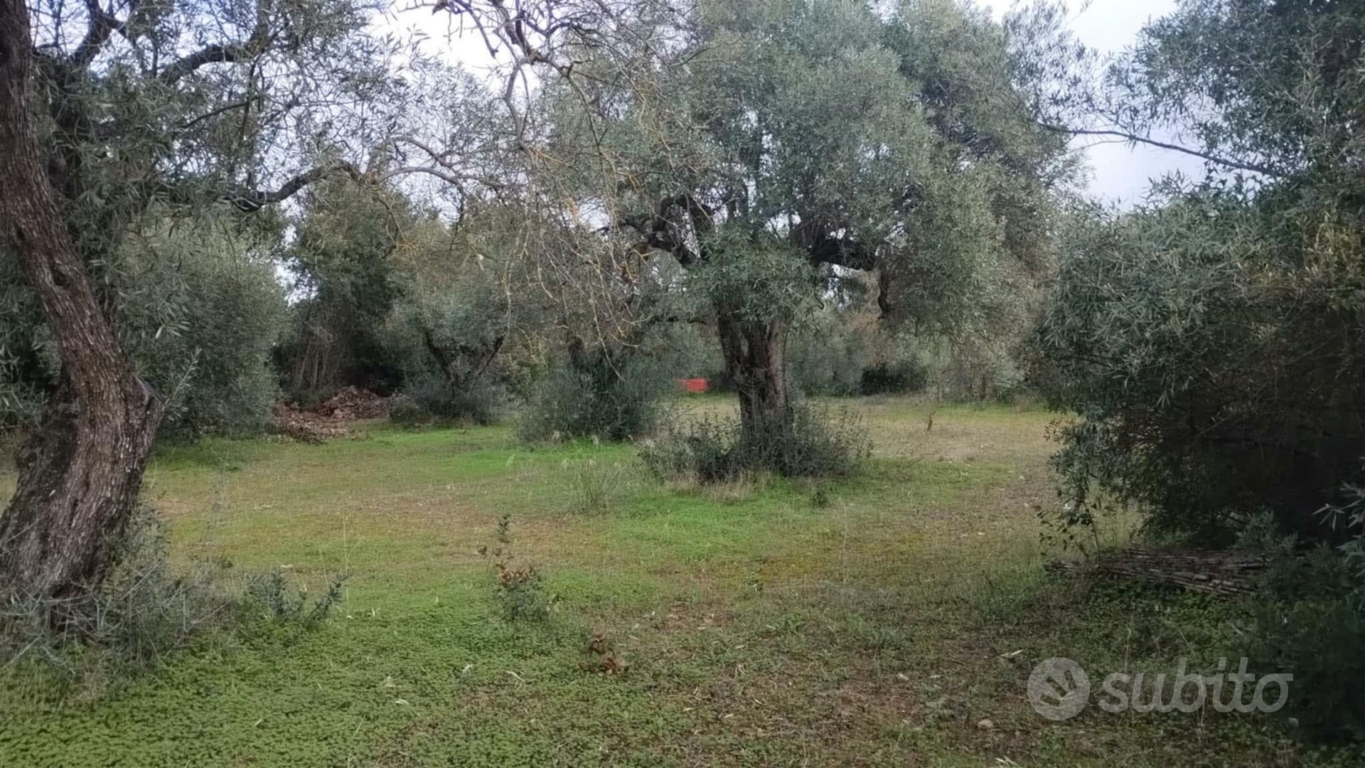 TERRENO AGRICOLO QUALITÀ ULIVETO - Vista 2