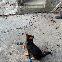 Cane pastore tedesco