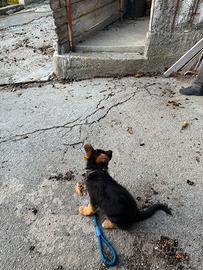 Cane pastore tedesco