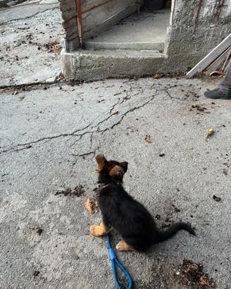 Cane pastore tedesco