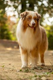 Cuccioli pastore australiano