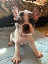 Bulldog francese maschio