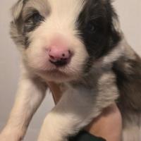 Border collie