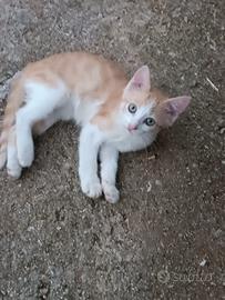 Gattina