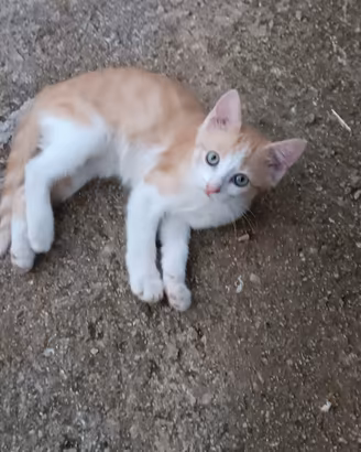 Gattina