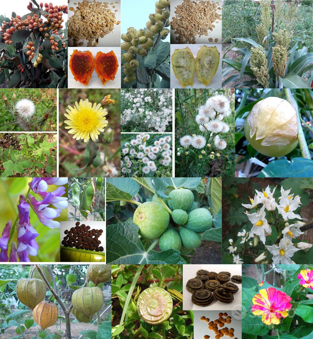 Semi Piante varie lista1 Giardino e Fai da te In vendita a Taranto