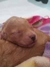 Cuccioli barboncino con pedigree ENCI