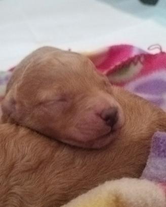 Cuccioli barboncino con pedigree ENCI