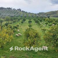 TERRENO PRODUTTIVO E COLVATO DI CIRCA 35.000 MQ'