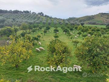 TERRENO PRODUTTIVO E COLVATO DI CIRCA 35.000 MQ'