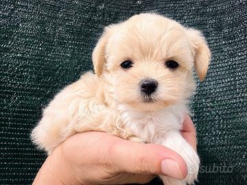 Maltipoo maschietto e femmina