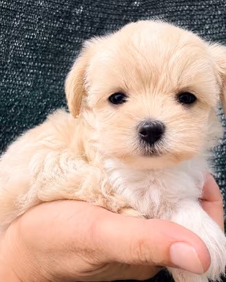 Maltipoo maschietto e femmina