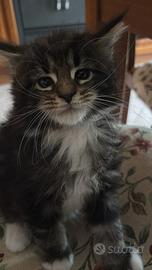 Cuccioli Maine Coon
