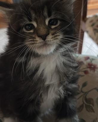 Cuccioli Maine Coon