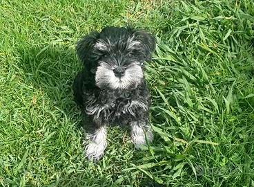 Schnauzer nano nero e argento