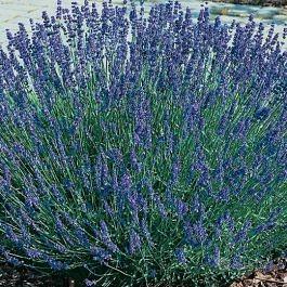 lavanda 