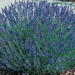 lavanda 