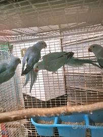 4 parrocchetti dal collare giovani