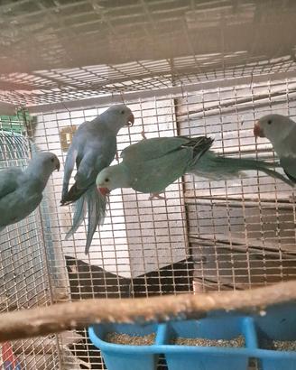4 parrocchetti dal collare giovani