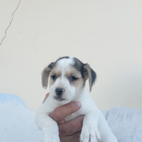 Jack russell