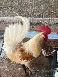 gallo