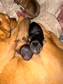 Cuccioli incrocio tra pincher e chihuahua