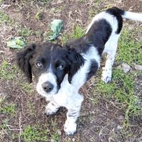 Cucciolo Setter Inglese in ADOZIONE