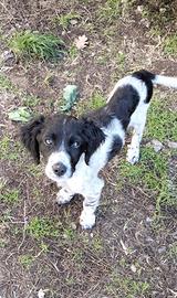 Cucciolo Setter Inglese in ADOZIONE