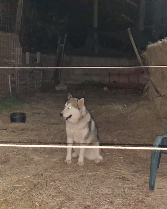 Halaska malamute