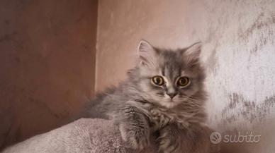 Gatto Persiano