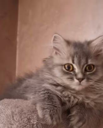 Gatto Persiano