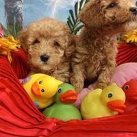 Colore Albicocca Barboncini Taglia Piccola Toy