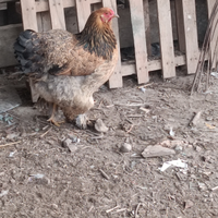 2 galli e 1 galline e un pulcino di 3 mese