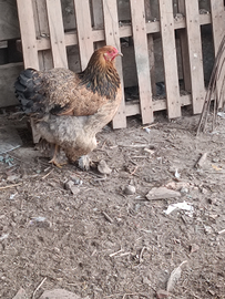 2 galli e 1 galline e un pulcino di 3 mese