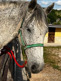 Cavallo