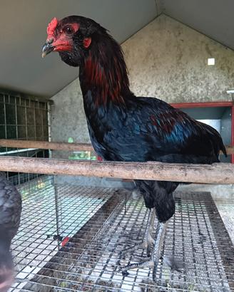 Gallo araucana